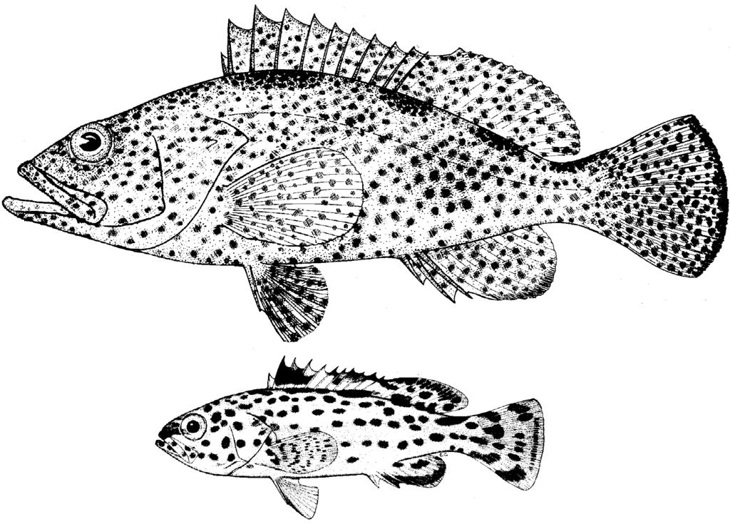Groupers of the World 103 Remarks: E. acanthistius is unique among the species of Epinephelus in having only IX dorsal-fin spines.