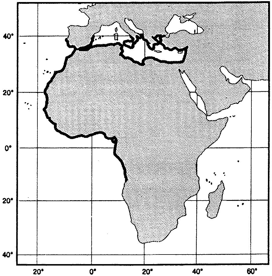 Groupers of the World 105 FAO Names: En - White grouper; Fr - Mérou blanc; Sp - Cherna de ley. Fig.