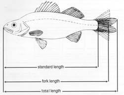 radius Fish total length (mm) 5 4 3 2 White bass, Lake Poinsett, SD Y-int = 47 mm r =.