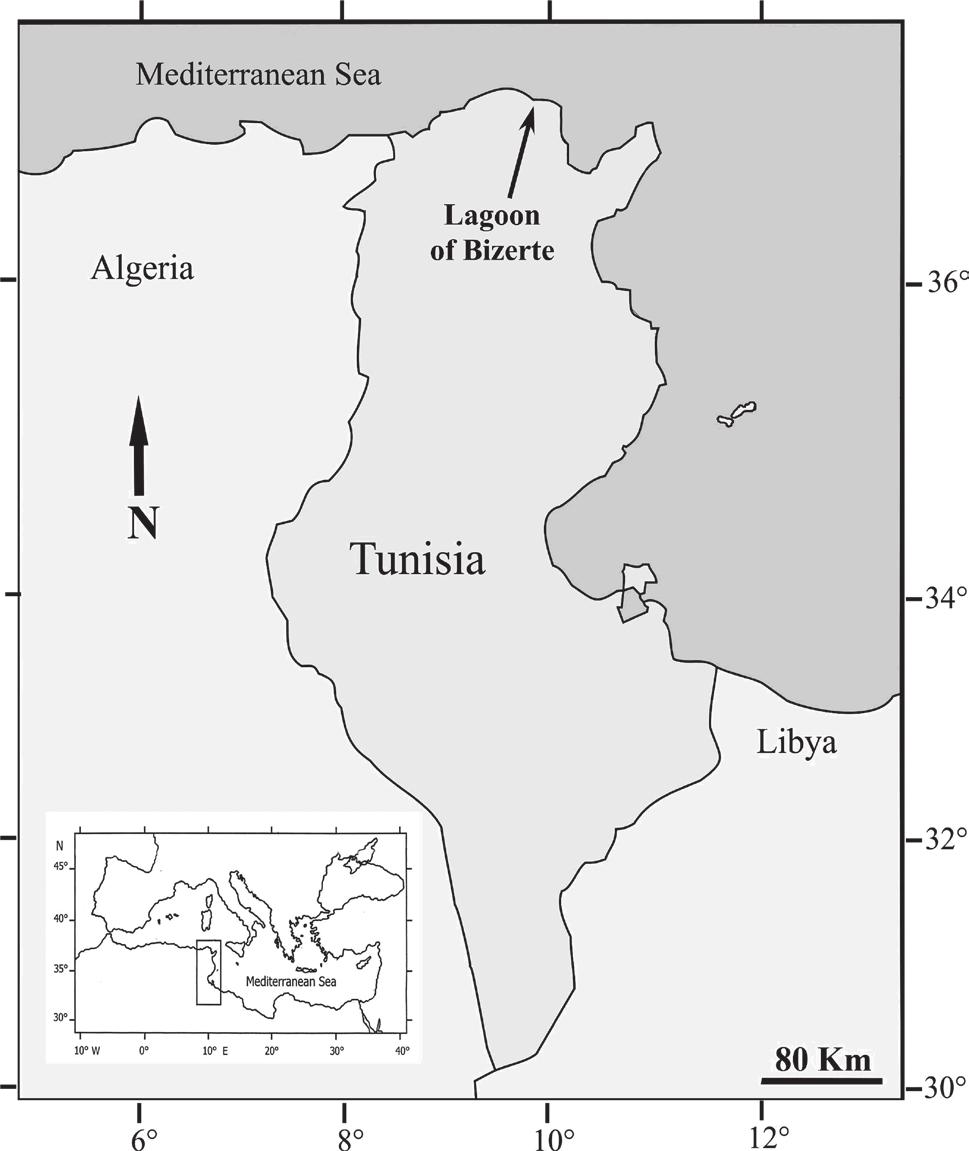INTRODUCTION According to Bradaï (2000), at least 21 sparid species, all economically important, are commonly collected all along the Tunisian coast (Fig.