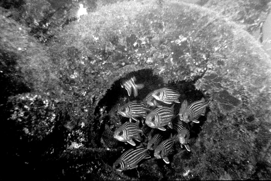 FIG. 2. Red squirrelfish in the artificial reef complex in the south-eastern Mediterranean (Reduced to 23.4 % of the original size) (Photographed by S. Breitstein). age of 3.65 kg per census (50.