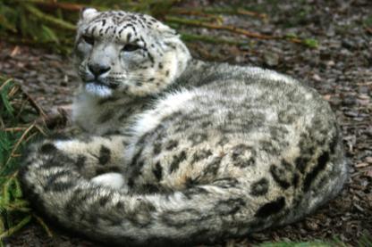 Threats to snow leopard and its habitat Targets Threats Snow leopard-human conflicts Tourism Snow leopard Low