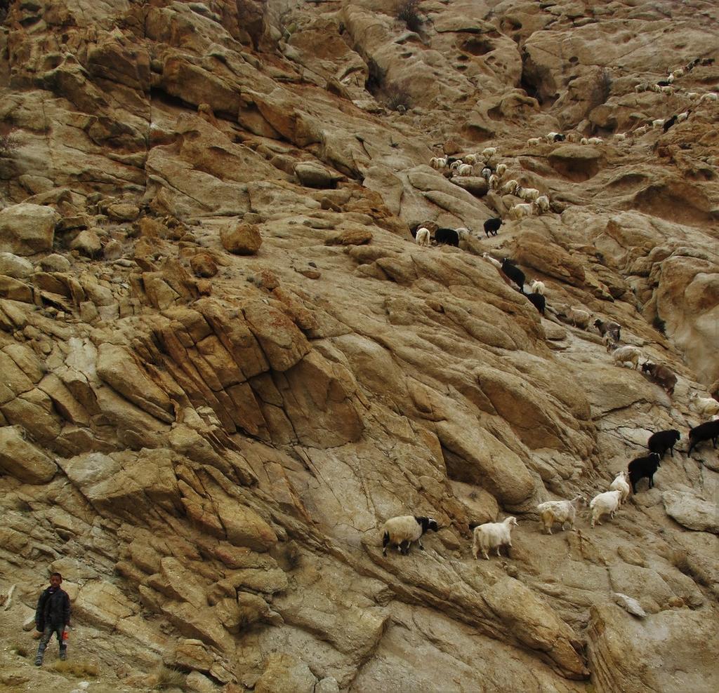 Tarchit became the perfect area for this study over 20 non-consecutive days, considering it is one of the last villages in the area to herd sheep and goats, where most have turned to working as day