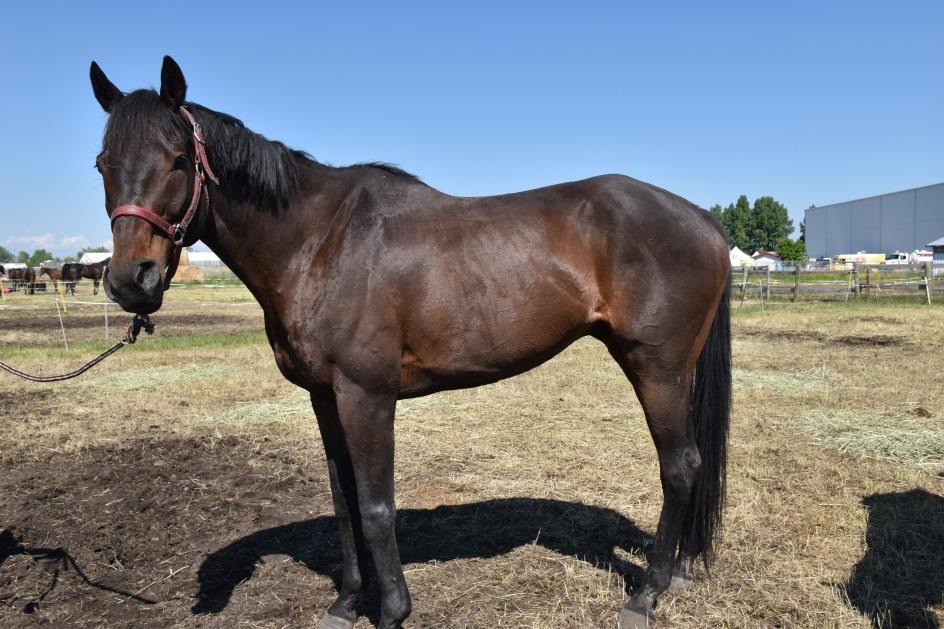 LOT #9 BACARDI LOT #14 LAW Beaucardi 14 yrs old Left Lead & Left/Right Wheel Bacardi is a career wagon horse who has been on the left lead on short