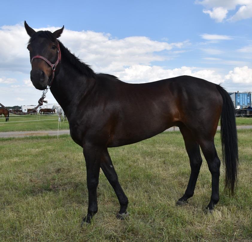 LOT #17 ANDY LOT #6 SPEEDY Andy s Fight 12 yrs old Outriding Lead & Stove Andy is described as a Cadillac!