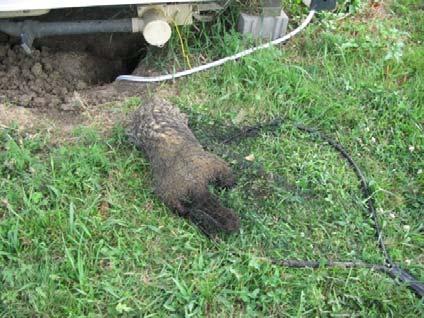HANDLING RELOCATION/TRANSLOCATION Possessing a live woodchuck is illegal without a permit from the Division of Wildlife and Freshwater Fisheries.