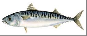 Responsible Sourcing Guide: Mackerel Version 7 May 2013 BUYERS TOP TIPS Scomber scombrus Image Scandinavian Fishing Year Book The annual catch of Atlantic mackerel, Scomber scombrus, in North East