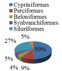 55% The maximum number of 22 fish species belongs to family Cyprinidea with 55% of share, followed by family Channidea and Begridea having 4 species each with 10% share, followed by family