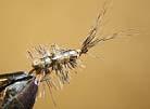 Various Water Bugs Asellus -