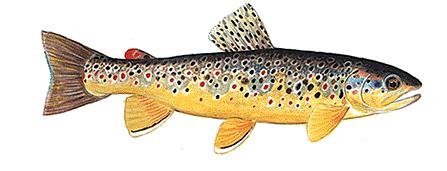 Youth Education Day 11 th ANNUAL HAMMONASSET CHAPTER TROUT UNLIMITED YOUTH EDUCATION DAY SATURDAY May 10, 2014 8:30am 1:00pm Rain or Shine FLY TYING FLY CASTING RIVER ECOLOGY & ENTOMOLOGY ASSIST WITH