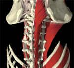 Spinal Rotation Test Spinal Rotation Test How to perform this test Effect on your golf swing 1. Lay on your back with your knees in the air. 2. Slowly lower your legs to one side. 3.