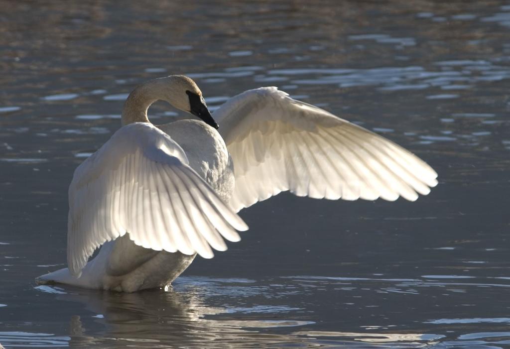 few decades. This year, Patla counted a total of 931 swans in western Wyoming, or 14% of the total tri-state wintering population.