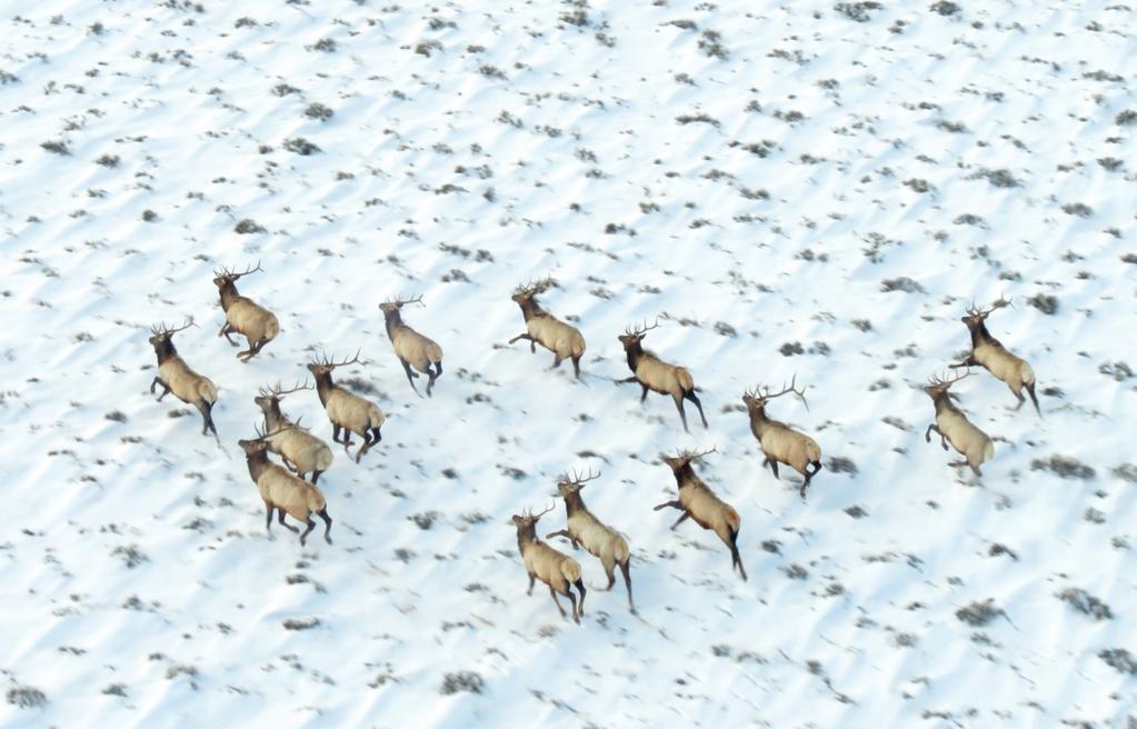 Winter Elk Counts Begin Wildlife biologists and game wardens count big game animals at different times of year based on when they are most visible and can be classified as males, females and