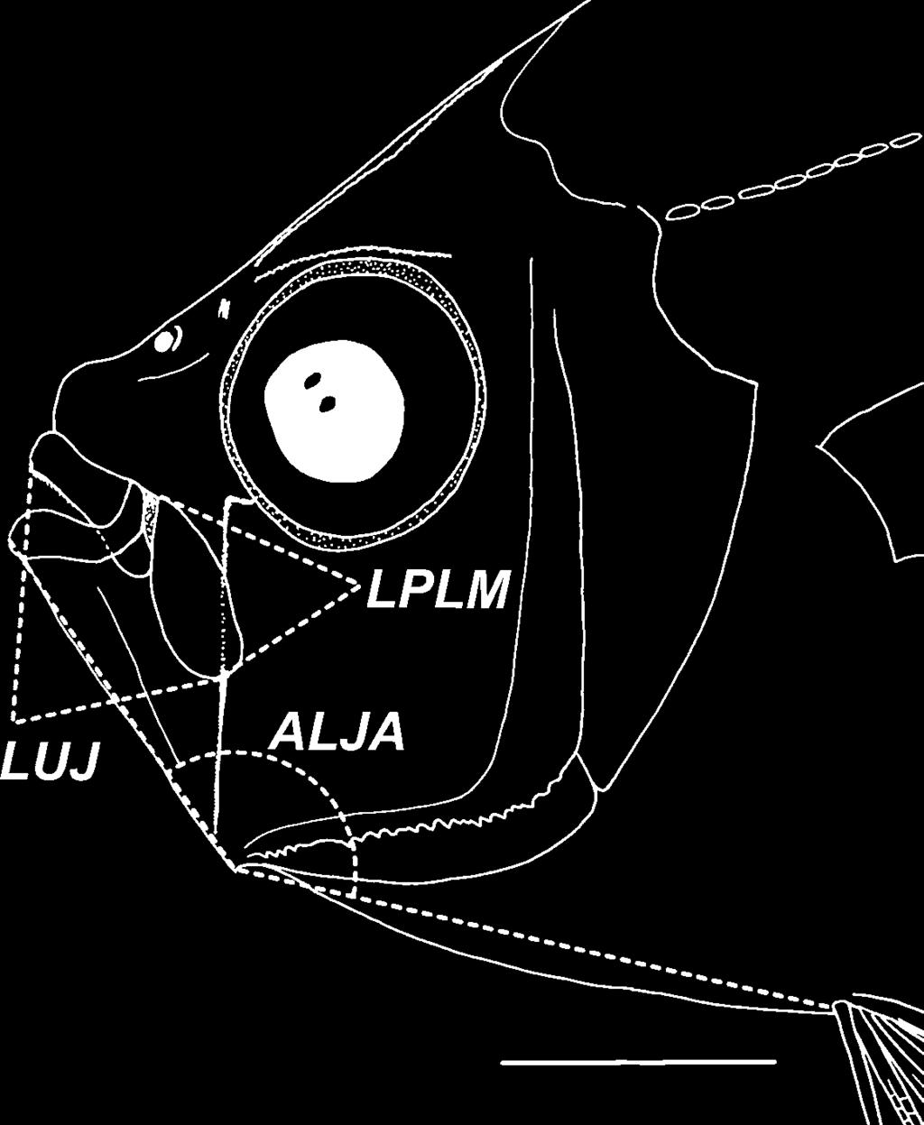 222 S. Kimura et al. Fig. 1. Measurements of length of upper jaw (LUJ), length of posterior limb of maxilla (LPLM), and angle of lower jaw articulation (ALJA). Bar 5mm L.