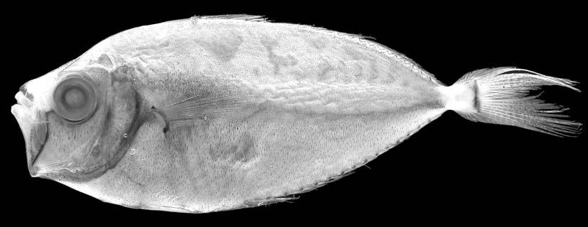 Leiognathus aureus complex 227 Fig. 7. Neotype of Leiognathus hataii, YCM-P 37696, 47 mm SL undoubtedly being conspecific with L. aureus. Shen and Lin s (1985) Leiognathus lineolatus is also identifiable with L.