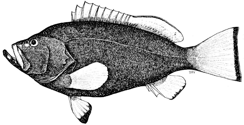 Serranus borbonicus Quoy and Gaimard, 1824:312, pl. 57, fig. 2 (type locality: Reunion). Perca flava-purpurea Bennett, 1830:pl. 19 (type locality: Sri Lanka).