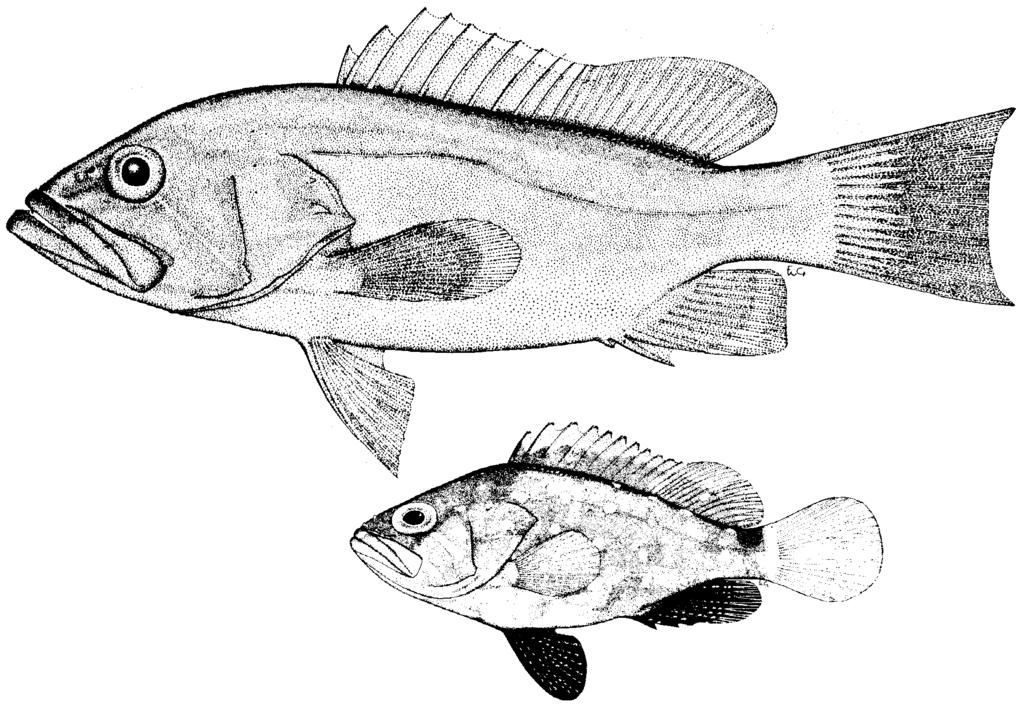 Groupers of the World 155 Habitat and Biology: Juveniles of E.