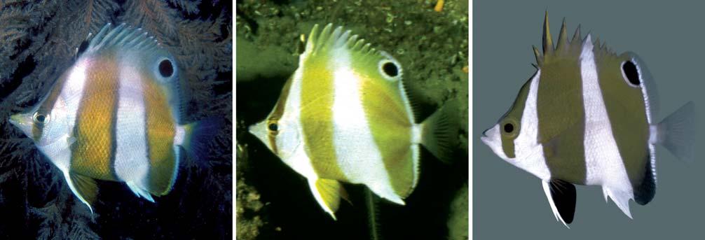 Kuiter: A new butterfly fish 169 Fig. 1. Roa australis n.sp., holotype, WAM P.