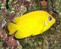 Marine aquarium fish species in Banaba Mean