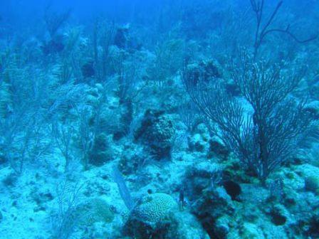 Sandy Cay on the deep (WP 9) (dive): Good reef structure with an assemblage of species: Porites, Diploria, Millepora, Siderastrea, Montastrea and Agaricites.