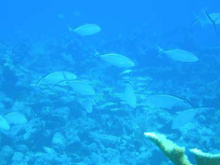 Fig. 23. School of bar jack in foreground and yellow goatfish in background.