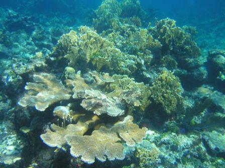 Middle Cay reef crest (WP 25) (snorkel): Extensive