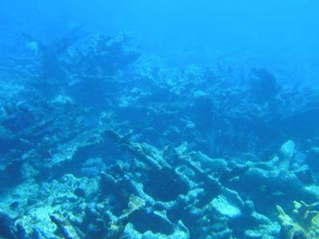 Fig. 7. Standing dead Acropora palmata (Elkhorn coral) at Four Fathom reef.