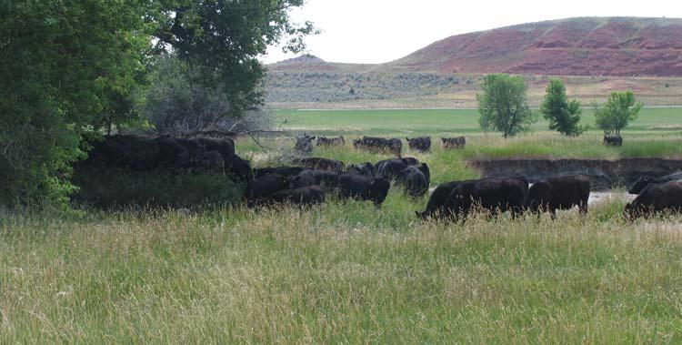 Size 4,749±Acres Deeded 2,040± Acres BLM Lease 279± Acres State of Wyoming Lease 7,068± Acres Total Description The Clay Ranch is comprised of flourishing foothill/mountain terrain on the western
