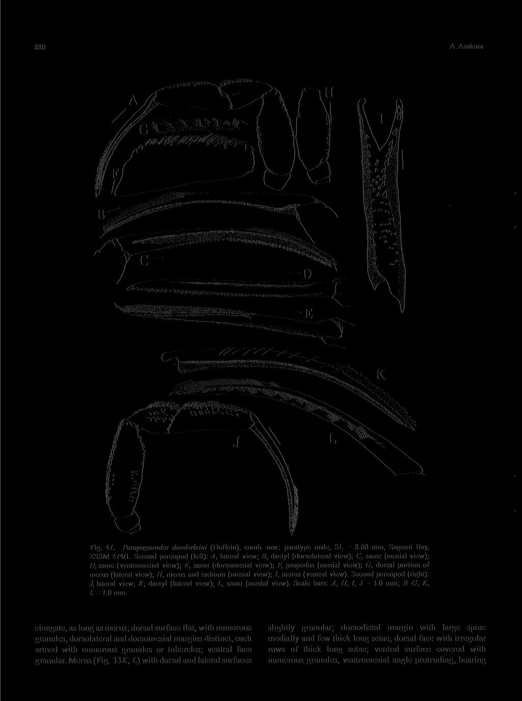 880 A. Asakura Fig. 47. Parapagurodes doederleini (Doflein), comb, nov.: paratype male, SL = 8.60 mm, Sagami Bay, ZSSM 274/1.