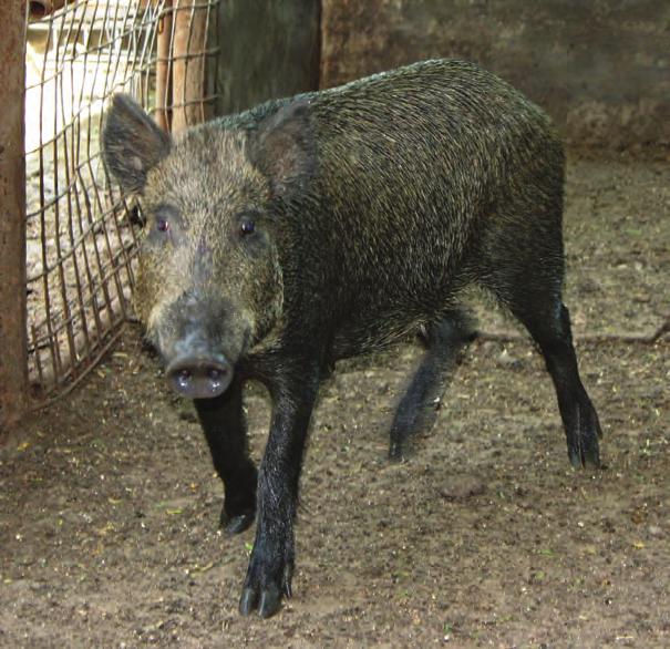 Photo courtesy Jared Timmons, Texas AgriLife Extension Service Feral hogs (Sus scrofa) are non-native, highly