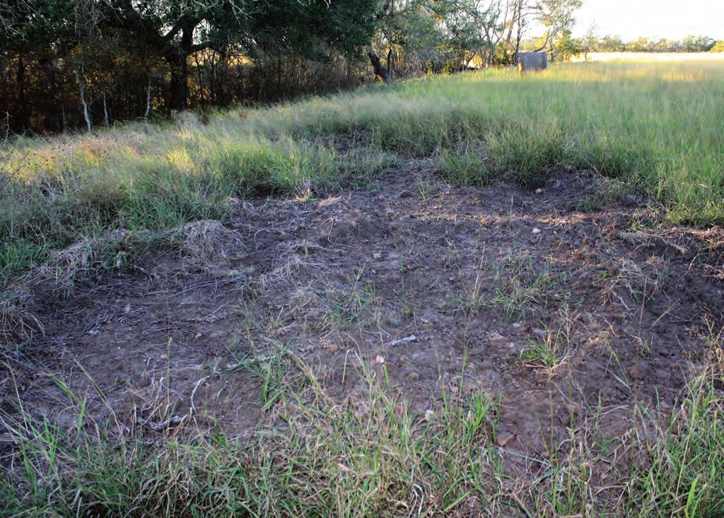 1 Figure 1. Feral hogs are known for their rooting behavior, as they forage for food. The destructive nature of this act can be devastating to pastures, row crops, and wildlife habitat.