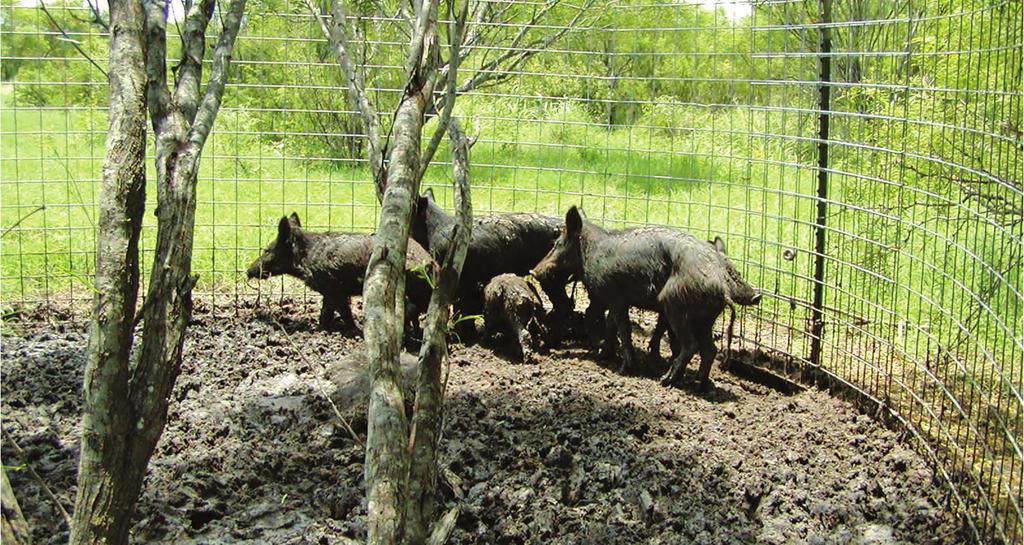 3 Figure 3. Feral hog growth rates over time as predicted by processing plant, population model, Wildlife Services, and reports from TPWD.