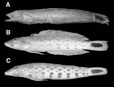 Three New Species of Parapercis 83 Fig. 2. Photograph of Parapercis hexophtalma. A: ZMB 517, 159.3 mm, male phase, holotype; B: HUMZ 165319, 172.7 mm, male; C, RUSI 008028, 129.5 mm, female.