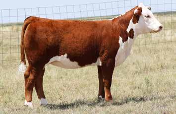 C PURE GOLD 0140 C&M LADY ACCORD 24E 3.6 2.2 50 75 0.1 0.9 16.8 29 55 6.7 93 1.2 1.3 64-0.025 0.37 0.02 25 21 29 A full sister in blood to our lot 1 and 2 bulls in our 2018 Bull Sale.