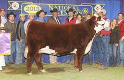 Canadian National Champion title. 7026 is balanced, long-sided and attractive. Exposed 5/23 to 8/5 to PCC Bar S Mr 509 474.
