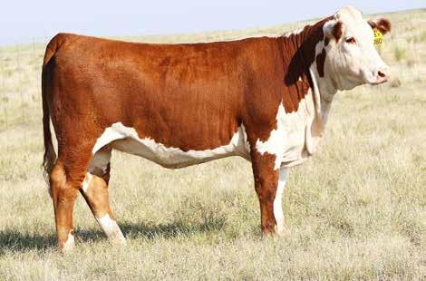Bred Heifers /S Lady Domino 145Y - Dam of Lot 15 Lot 15 - PCC New Mexico Lady 7080 15 PCC NEW MEXICO LADY 7080 ET Reg: 43855165 DOB: 3/16/17 Tattoo: 7080 HORNED CRR HELTON 980 GO L18 EXCEL T31 NJW