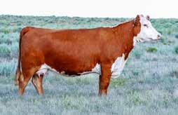 9 2 53 81 0.2 1.1 15.9 25 52 5.9 84 1.2 1.2 64-0.005 0.36 0.15 25 21 28 This Mighty x W69 daughters has a tremendous future ahead of them.