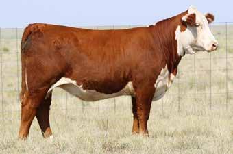 6 30 54 5.0 87 1.1 1.1 64 0.005 0.54 0.02 23 19 30 A Hutton daughter out of a great 5216 bred cow. She offers extra body and dimension and is one of our favorites to sell.