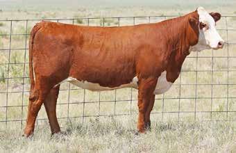 Bred Heifers 24 PCC NEW MEXICO LADY 7033 Reg: 43846961 DOB: 2/27/17 Tattoo: 7033 HORNED HH ADVANCE 3040A ET CL1 DOMINO 5156C 1ET HH ADVANCE 0132X HH MISS ADVANCE 6155S CL1 DOMINETTE 119Y GB L1 DOMINO