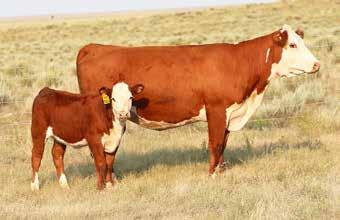 Exposed 5/1 to 7/1 to NJW Mighty 49C, Exposed 7/1 to 8/10 to C&M Lincoln 4036. A polled Mighty 49C heifer calf sells at her side. Reg# 433930675, DOB 3/14/18.