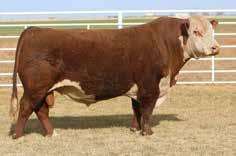 8063 HEIDI 349P ET HH HUNTER K849 RB L1 DOMINETTE 8063 There is a reason why 2033 is the lot 1 cow in this sale. Huge potential in these eggs by H DeBerard 7454.