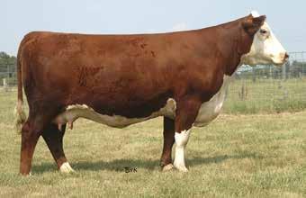 I had one straw left on NJW 98S R117 Ribeye 88X, and she gave a ton of eggs. A full sister to this mating is one of the best-bred heifers we have raised.