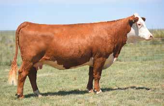 Embryos C&M New Mexico Lady 3055 - Dam of Lots 56-58 Go Ms L18 Excel X28 - Dam of Lots 59, 60 and 61 57 (4) MIGHTY 49C X 3055 EMBRYOS 60 (4) BELLE AIR 6011 X X28 EMBRYOS NJW 67U 28M BIG MAX 22Z NJW