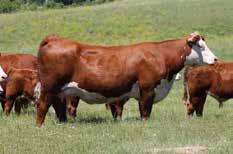 005 0.47 0.07 26 22 29 Impressive would be the best way to describe Mighty 49C calves. His bulls are extremely well balanced, heavily muscled and very correct in their structure.