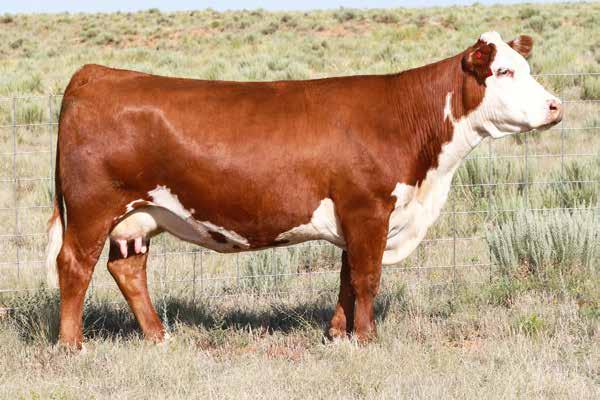 Donors LOT 3 C&M KTP NEW MEXICO LADY 4006 Lot 3 - C&M KTP New Mexico Lady 4006 4006 is one of our strongest producers here at the 2015 NWSS Calf Champion BF Flirtatious 713 - Grandam to Lot 3 ranch.