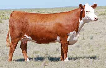LOT 4 Donors C&M KTP MDP NEW MEXICO LADY 4003 Reg: 43506277 DOB: 2/10/14 Tattoo: 4003 HORNED CRR HELTON 980 GO L18 EXCEL T31 NJW 73S 980 HUTTON 109Z ET CRR 9B JULIANNE 405 NJW P606 72N DAYDREAM 73S