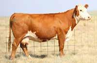 005 0.70 0.02 25 21 34 4003 is the first daughter that we raised out of the 634 cow purchased from Harrell Herefords.