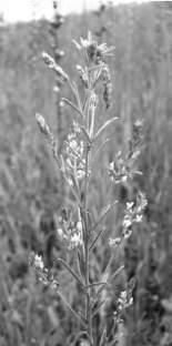 prairie bush-clover G3 S2 LT END Oxytropis campestris Fassett's locoweed G5T1