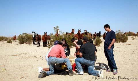 Goals: To help establish Native American horse programs for urban and rural tribal agencies and which will be owned and managed by the Native community To provide culturally specific horse inspired