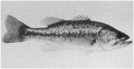plan to implement different length limits. Descriptions of largemouth bass fishery responses to length limits are based on case histories chosen to illustrate "typical" responses.
